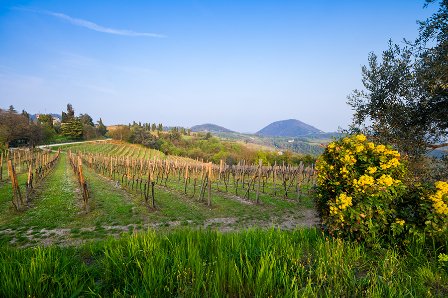 PROSSIMA APERTURA BANDI PUBBLICI GAL MONTAGNA VICENTINA